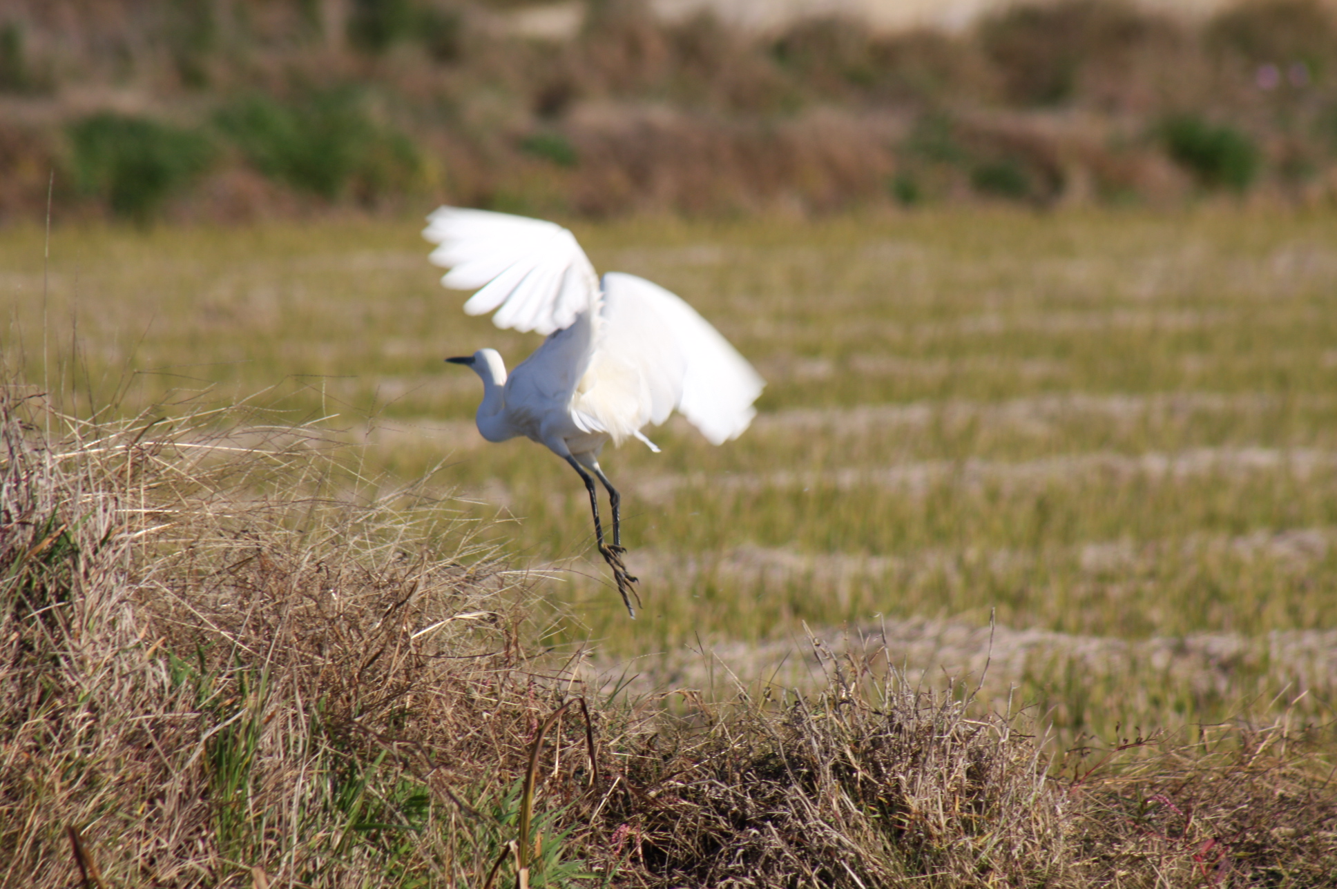 Great Egret in Flight, Comporta - real-estate-comporta.com