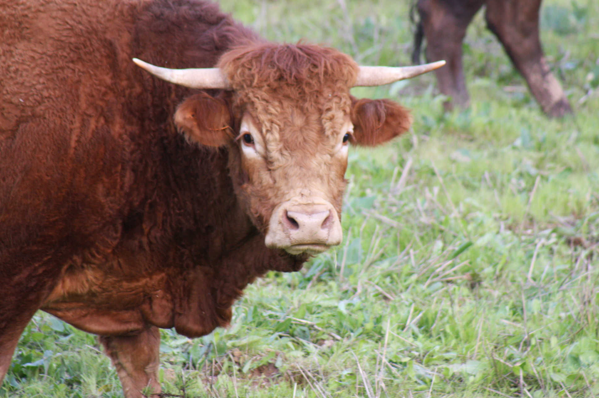 The Proud Bull adjacent to Pego Beach - real-estate-comporta.com