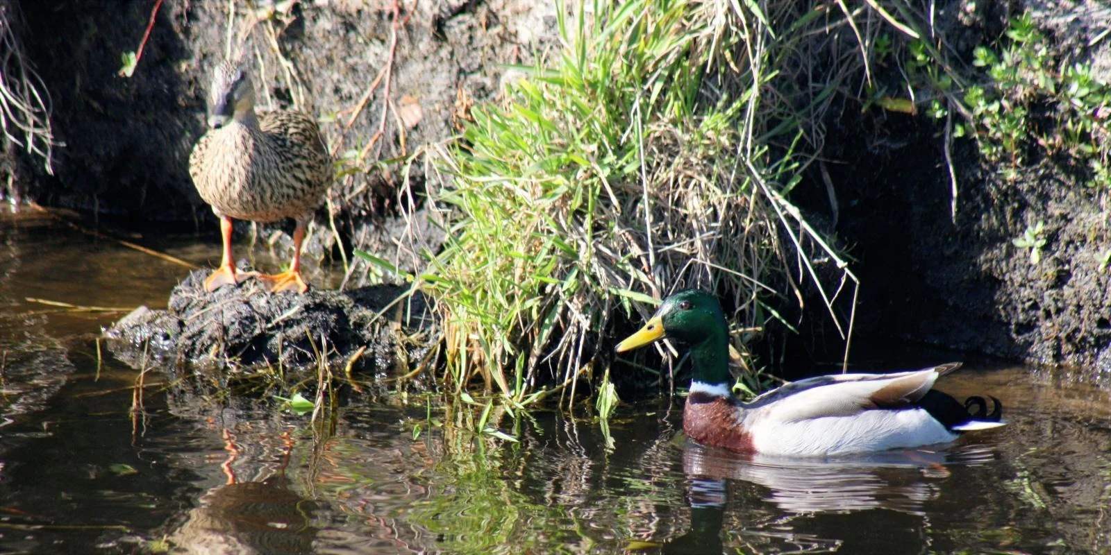 A Drake and a Hen Reflecting on their Decision Each Wanting Something Different But Both Coming to the Same Conclusion