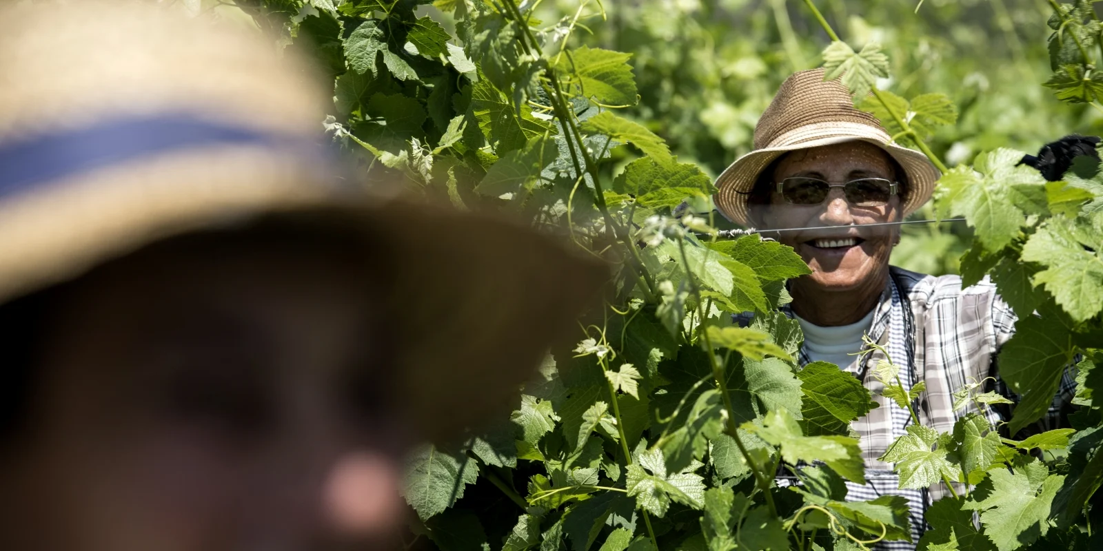 A beautiful Local Smile Peering Through the Vineyards, Happily Pruning the Vines in Muda, Comporta