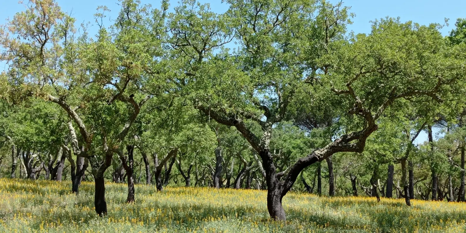 Cork Oak Forest Estate near Muda in Comporta, Alentejo Coast, Portugal