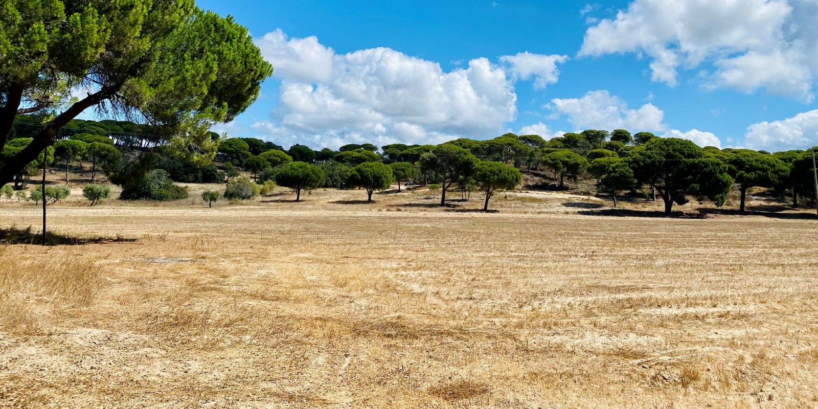 Country Estate In Melides with low-lying flat lands, hills, Mature Umbrella Pine, and Beautiful Clear Blue Skies
