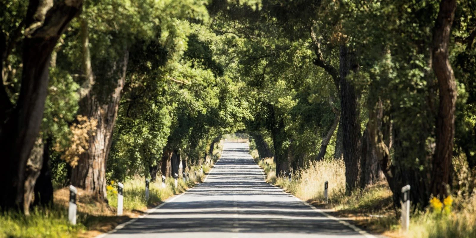 Country Road Between Great Cork Oaks And Umbrella Pines From Muda to Grandola, Alentejo