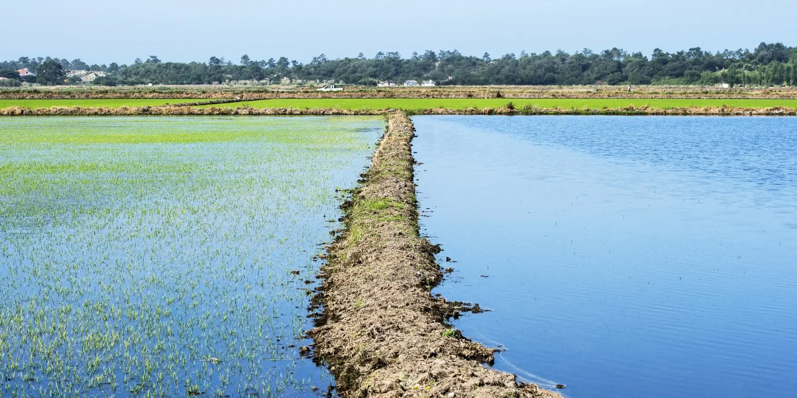 Flooding the Rice Fields in Brejos da Carregueira de Baixo, Comporta, with Vernacular Homes in the Distance