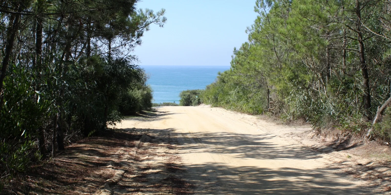 Journey Towards Aberta Nova Beach Along the Tree lined Sandy Path to the Beach with the Atlantic Ocean on the Horizon