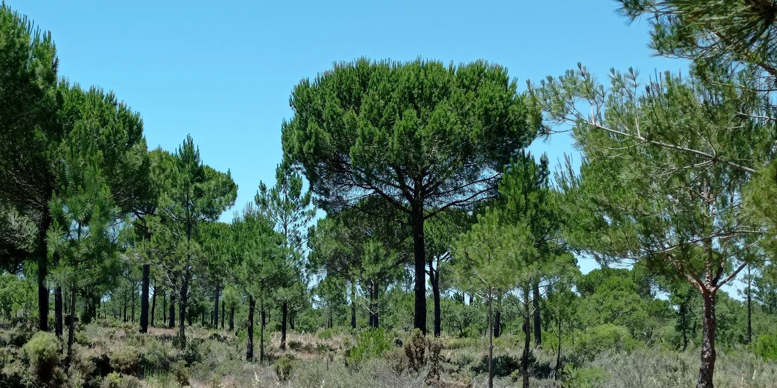 Looking into the Umbrella Pine Forest with Scattered Cork Oak in Muda, the Sub-Coastal Sanctuary in Comporta