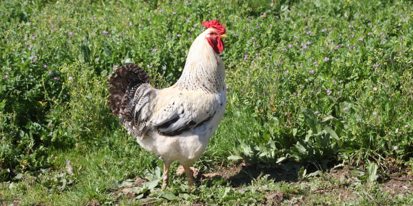 Portuguese Galo - Rooster Strolling the Land in Alentejo and We Know Who this Lucky Charm Owner is
