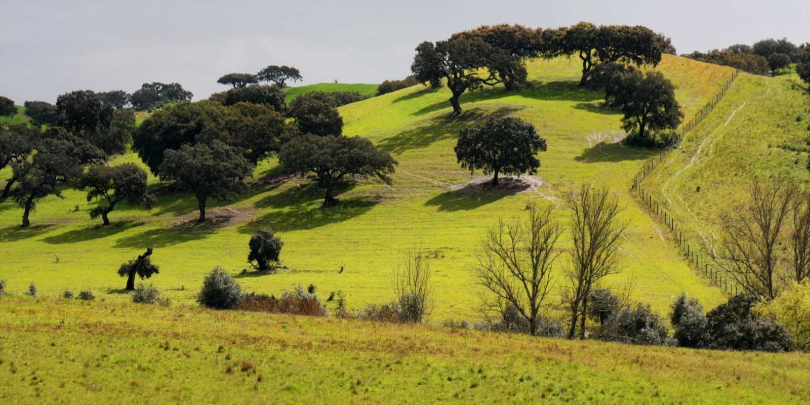 Rolling Hills Alentejo Landscape Dotted with Trees