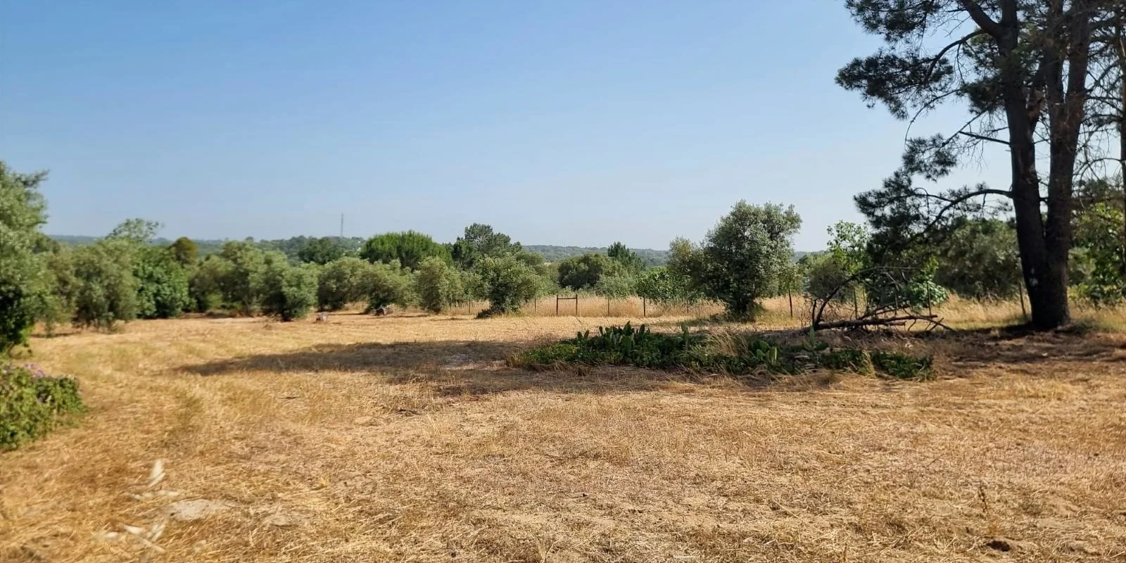 South Facing Land in Melides with Excellent Access, Walking Distance to Melides Village, Relatively Flat with a Borehole