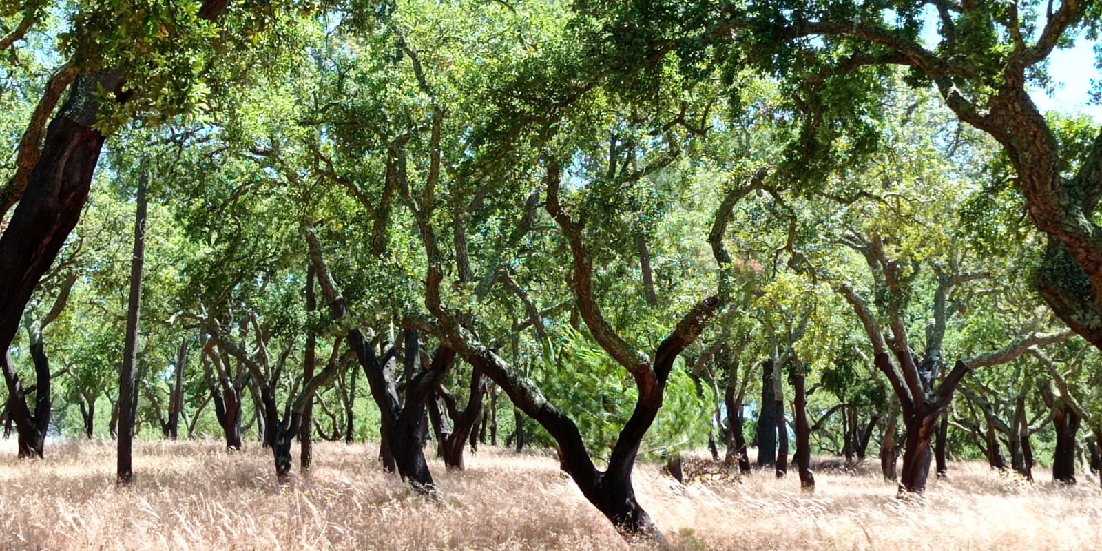 The Dukes of Cork, a Magical Cork Oak Forest near Muda in Comporta