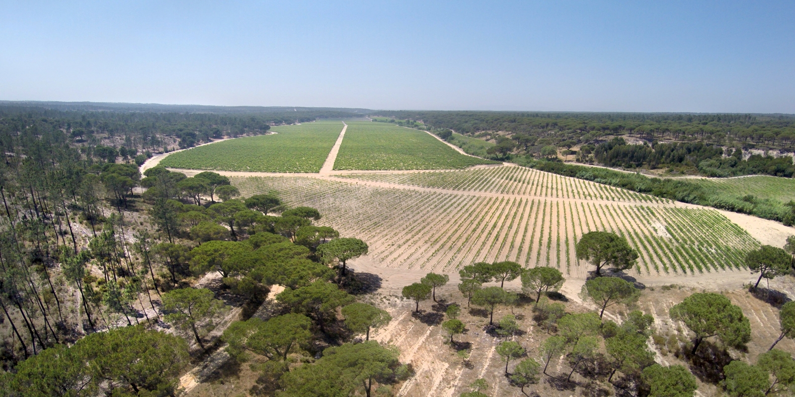The Herdade da Comporta Vineyard that seperates Muda Grandola and Montes da Comporta, Alcacer do Sal