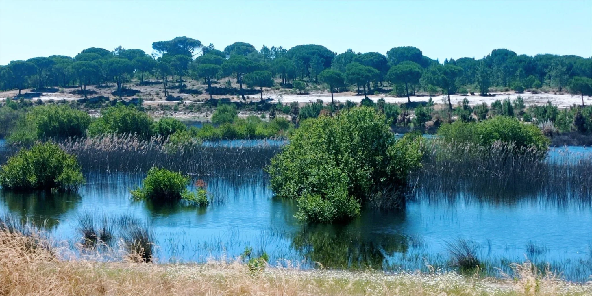View from Montes da Comporta Overlooking the Açude within a Natural Environment and Mature Umbrella Pines in the Background