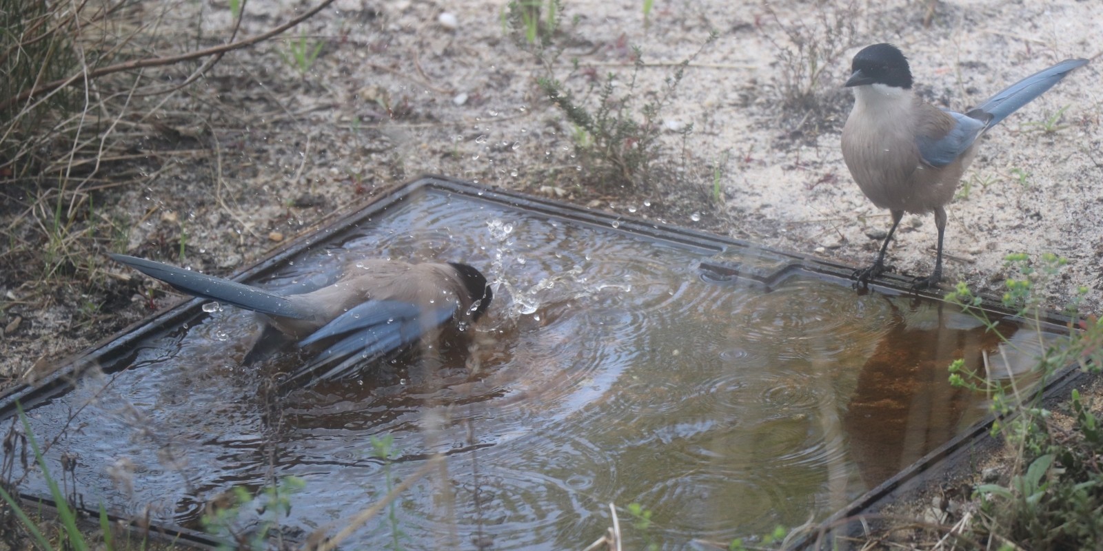 Azure-winged Magpies Taking a Dip in their Improvised Carvalhal Villa Jacuzzi