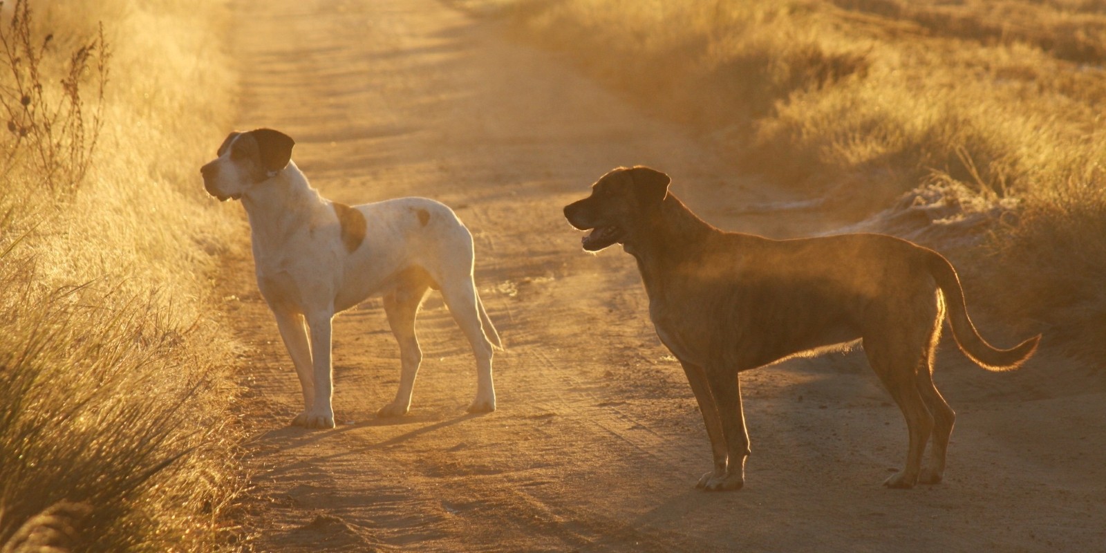 Bob and Mary in Brejos at sunrise, after years walking Comporta from Pego to Muda
