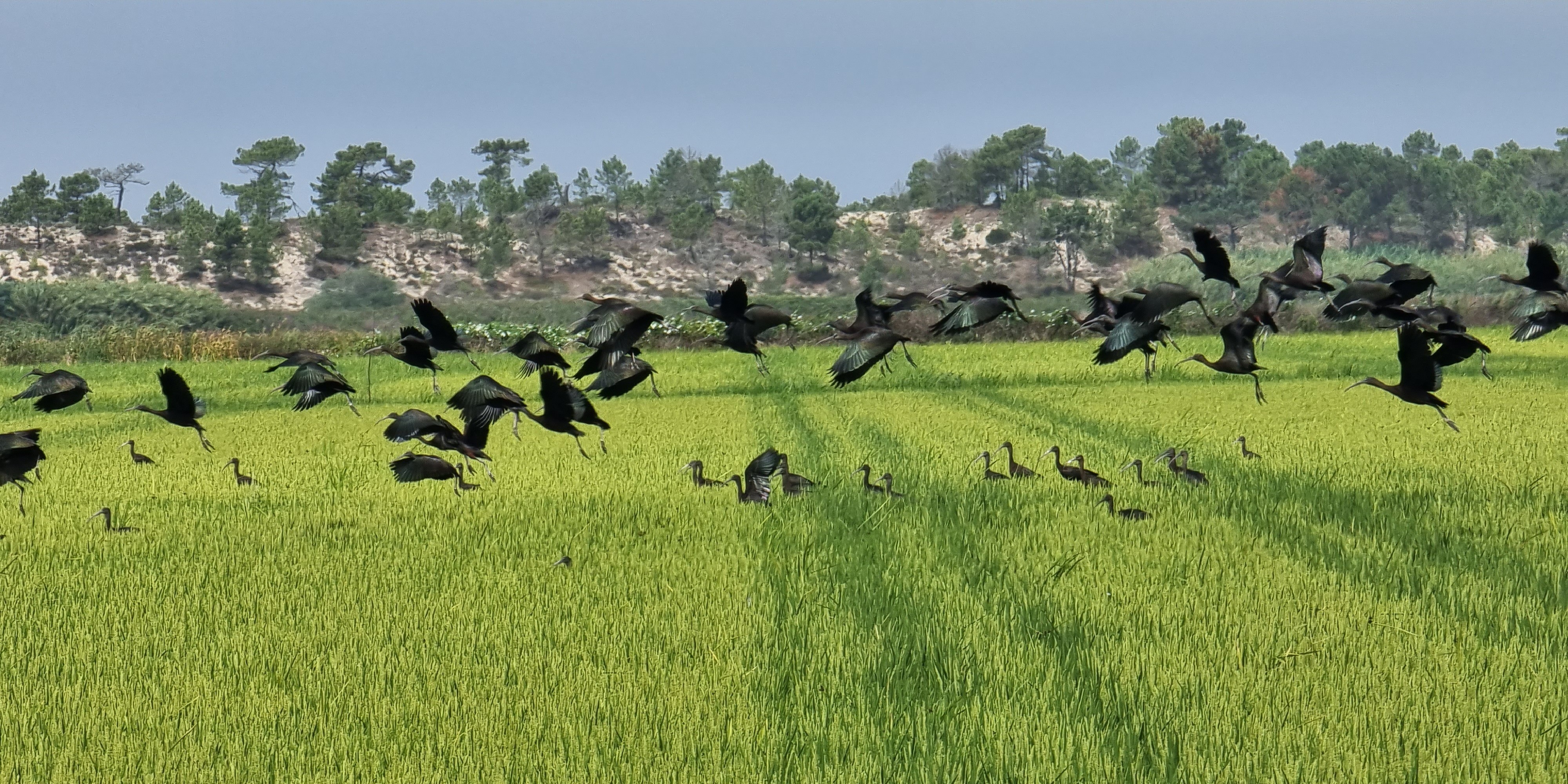 Glossy Ibises Leaving their Brejos da Carregueira Real Estate Home